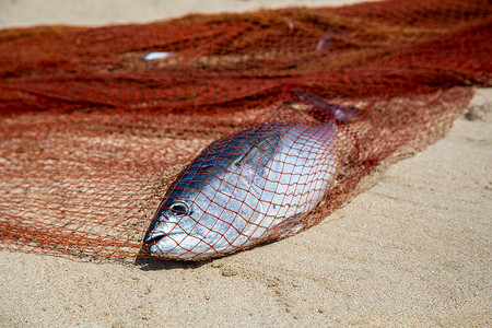 大尺寸素材网网中单一死鱼背景