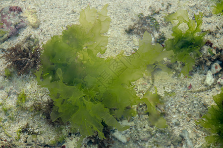 纯底铁搭蓝水中的海草背景 绿草沙底 绿色草底 清水藻类波浪河床海洋杂草潜水栖息地植物群地面全景背景