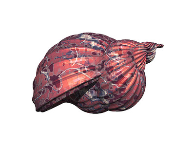 扭曲的彩色螺蜗贝壳石灰旋转骨架蜗牛蜗牛壳住房螺旋背景图片