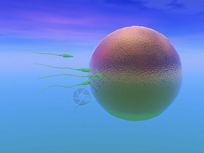 蛋细胞由精子施肥分娩科学药品卵细胞精细胞生物繁殖背景图片