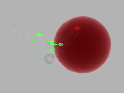 蛋细胞由精子施肥繁殖生物科学精细胞分娩卵细胞药品背景图片