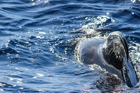领航鲸亚特兰特海中浮游鲸假期海滩山脉火山岩石蓝色蓝天背景
