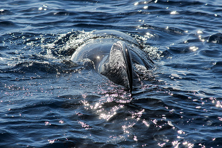 领航鲸亚特兰特海中浮游鲸海滩岩石火山山脉蓝色假期蓝天背景