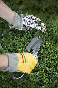 切割树篱使用手套和修剪剪制木板树篱院子栽培工具枝条环境园丁园艺叶子花园背景