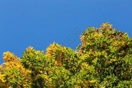 清蓝天空背景的黄色绿树和绿叶 无名秋天植物蓝色背光感恩墙纸光合作用生长日历太阳阳光背景图片