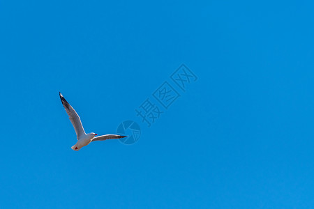 单独立的蓝天空背景的单海鸥飞行翼展海岸太阳野生动物蓝天航班行动动物海洋鸟类背景