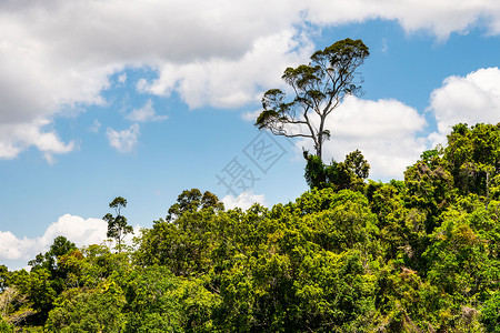 从高速公路上看到澳洲雨林在库兰达的景象高清图片