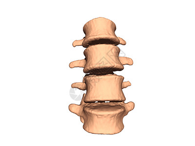 有骨头和软骨的脊椎肌肉系统椎体骨骼药品脊柱神经管背景图片