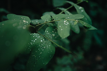 在森林里特写一些绿色植物 上面下着雨 背景与复制空间 笑声戏剧性天堂热带海报阴影折扣邀请函销售丛林生物学背景