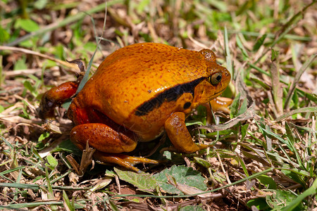 汪氏小苑一只大橙青蛙坐在草地上两栖眼睛野生动物荒野异国叶子雨林宏观眼镜蛇爬虫背景