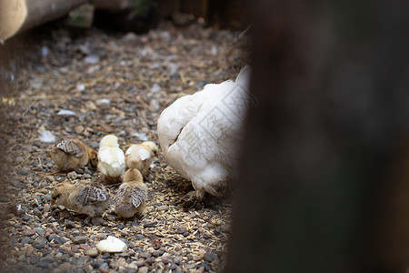 馈线小鸡和木笔里的鸡 养鸡 养鸡新生活农业轿跑车刨花眼睛婴儿食物母鸡房间木头背景