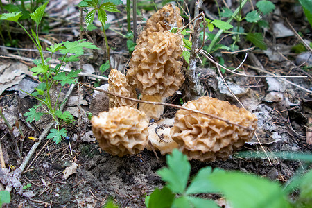 伊切拉Morchella 最真实的莫切拉 是食用可食性sac真菌的基因 与解剖学上更简单饲料科学生长地面场地食物森林厨师荒野林地背景