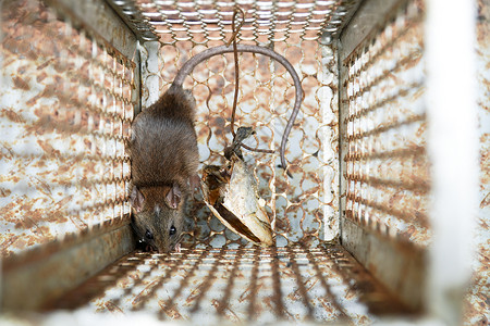 被困在捕鼠笼里的老鼠的近身关卡 屋里有龙虾控制笼生活食物头发哺乳动物动物婴儿瘟疫毛皮野生动物房子背景图片