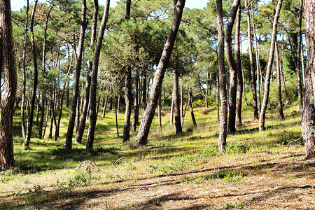 格林德瓦山中多姿多彩的松树林环境松树全景植物植被远足荒野树木公园生长背景