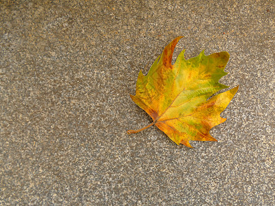 街头地板上彩色秋天的绿叶背景黄色宏观绿色棕色地板季节性场景冥想季节背景图片