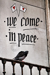 品种鸽子鸽子在阳台上写着和平信息天堂自由鸟类女性灰色信仰鸽舍动物航班翅膀背景