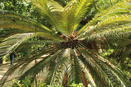 萼片热带的自然叶柄高清图片