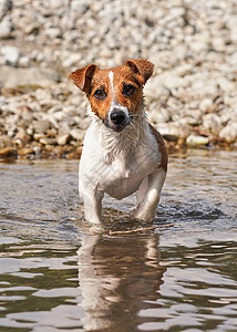 小杰克·拉塞尔特瑞尔狗在浅河中行走 她的毛皮湿湿 游泳脏背景图片