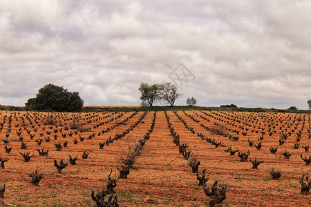 卡斯蒂利亚拉曼查灰色天空下的葡萄园景观支撑农村自由旅行农业种植红土地场景地平线天堂背景图片