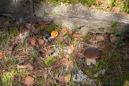 枳实在白俄罗斯的野生森林中 将蘑菇或含有子的红肉卷饼放在白兰地树丛中集合背景