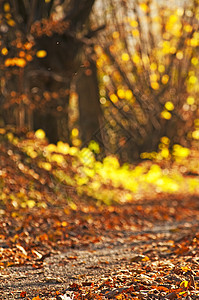 秋秋季颜色棕色背景黄色树叶背景图片
