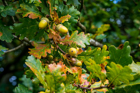 瓦蜗杆桩上斯瓦比亚秋天森林中美丽的多彩橡树力量水果橡木坚果叶子团体金子种子收成植物学背景