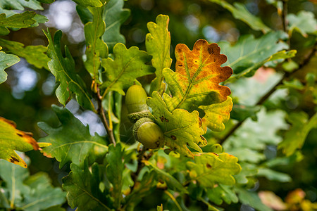 瓦蜗杆桩上斯瓦比亚秋天森林中美丽的多彩橡树叶子植物高颜值植物学生长植物群宏观水果种子园艺背景