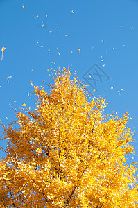 比尔塞洛纳落叶的自然高清图片