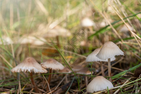 一群白色小蘑菇一群土生异种野生有毒蘑菇背景