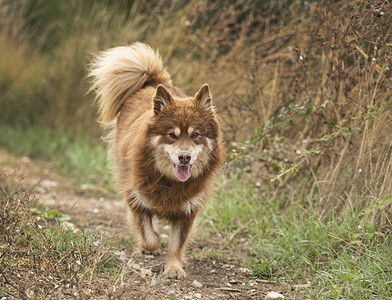 芬兰拉普芬德语 性质小狗宠物跑步黑色动物棕褐色高清图片