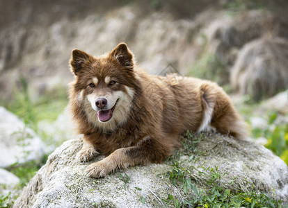芬兰拉普芬德语 性质动物宠物棕褐色小狗黑色高清图片