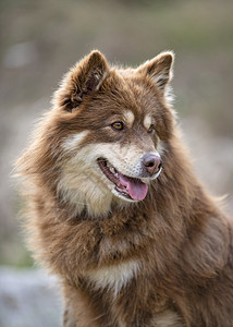 芬兰拉普芬德语 性质动物小狗宠物黑色棕褐色高清图片