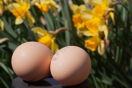 农产品宣传折页黄色盛开的水仙花背景上的两个天然米色鸡蛋 用于宣传当地家禽养殖场促销的自然生态农产品的明亮阳光照片概念背景