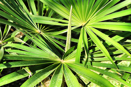 前卫的植物椰子棕榈旅行花园森林园艺天堂叶子植物群树干背景图片
