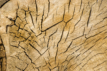 树桩纹理木质背景 切树和干树的纹理 树龄环 木制背景裂缝横截面老化圆圈森林戒指同心树桩宏观木材材料背景