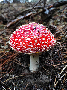 松树林中的红毒蘑菇喷发森林下雨棕色帽子多云地面背景图片