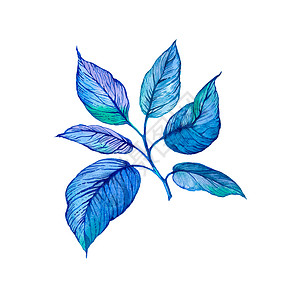 手绘枝条叶子手画水彩图 白色背景上的抽象蓝色分枝的白底背景