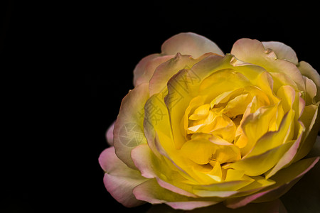 黑色与复制空间隔绝的彩色玫瑰 Rose i美丽香水玫瑰花瓣植物群植物玫瑰花叶子花园花朵卡片背景