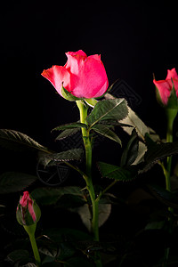 每日一报美丽玫瑰花束束紧贴在黑色背景上海报热情叶子花束花瓣纪念日工作室展示礼物植物背景