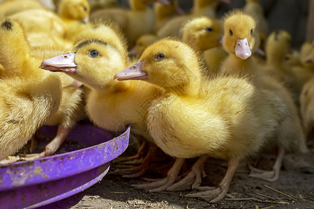 嫩黄色的小鸭子一群鸭子 在家里种家禽新生农业农场家庭假期动物学配种栖息地工作室美眉背景