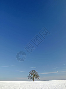 树天空牧歌环境白色国家蓝色背景图片