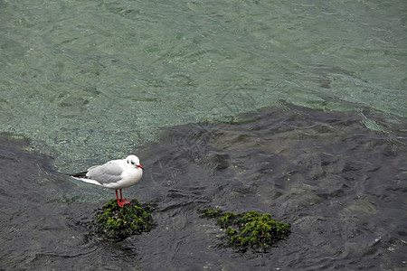海鸥png海边岩石上的海鸥鸟类荒野羽毛天空翅膀收藏海洋海鸟自由蓝色背景