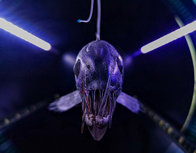 来自马里亚纳海沟的小鱼模型海洋危险蓝色动物技术艺术背景