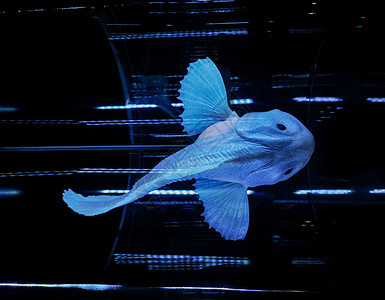 来自马里亚纳海沟的小鱼模型海洋艺术技术危险动物蓝色背景
