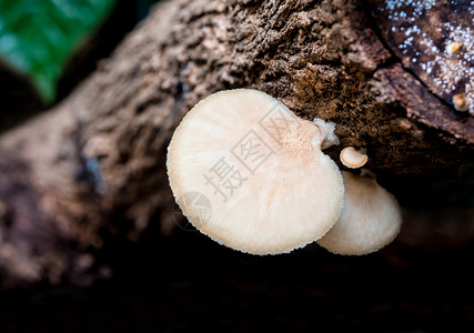雕塑木材上的象牙白蘑菇生长宏观团体植物荒野魔法森林白色树桩背景图片