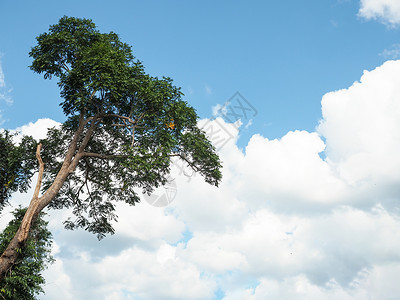 云和树云和天空背景的绿树环境地毯木头晴天蓝色生态公园地球树枝天空背景