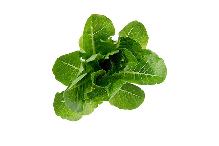 多生植物新鲜绿色生菜或色素生菜蔬菜 用于沙拉莴苣生物婴儿烹饪植物余弦长叶营养收成食物背景