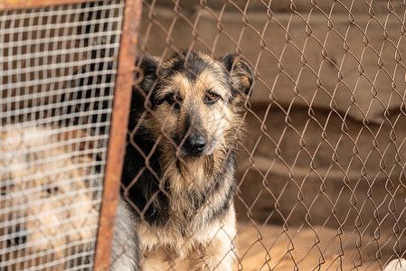 动物笼子狗收容所中的无家可归的狗哺乳动物孤独悲伤动物救援狗窝笼子房子小狗朋友背景