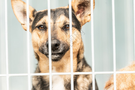我们不需要魔力狗收容所中的无家可归的狗宠物悲伤动物孤独狗窝房子哺乳动物锁定救援栅栏背景