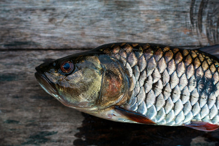 泰国淡水鱼巨骨舌鱼高清图片